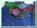 fish02.jpg