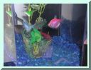 fish06.jpg
